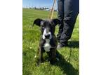 Adopt Giselle (Gia Lynn) a Brindle Labrador Retriever / Mixed dog in Danville
