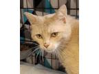 Adopt Rusty a Tan or Fawn Domestic Shorthair / Domestic Shorthair / Mixed cat in