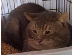 Adopt Brute a Tan or Fawn Domestic Shorthair / Domestic Shorthair / Mixed cat in