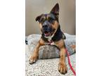 Adopt Valentina 41256 a Pit Bull Terrier / Shepherd (Unknown Type) / Mixed dog