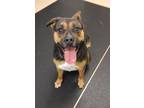 Adopt Valentina 41256 a Pit Bull Terrier / Shepherd (Unknown Type) / Mixed dog