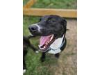 Adopt Paxton a Black Labrador Retriever / Mixed dog in Niagara Falls