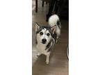 Adopt Skye a White - with Gray or Silver Husky / Akita / Mixed dog in Rancho