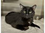Adopt Veno a Domestic Shorthair / Mixed (short coat) cat in Great Bend