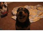 Adopt Velvet a Black - with Tan, Yellow or Fawn Rottweiler / Mixed dog in Fort