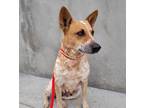 Adopt Beth* a Australian Cattle Dog / Mixed dog in Pomona, CA (41309430)