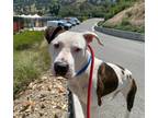 Adopt Reagan* a Pit Bull Terrier / Mixed dog in Pomona, CA (41413706)