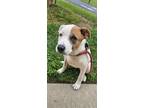 Adopt June Bag a White Mixed Breed (Medium) / Mixed dog in Reidsville