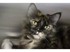 Adopt Jezebel a All Black Domestic Mediumhair / Domestic Shorthair / Mixed cat
