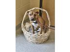 Adopt Nutmeg a Tan/Yellow/Fawn Mixed Breed (Medium) / Mixed dog in Reidsville