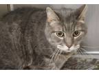 Adopt Alfred a Gray or Blue Domestic Mediumhair / Domestic Shorthair / Mixed cat