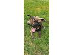 Adopt Vixen a Brown/Chocolate Mixed Breed (Medium) / Mixed Breed (Medium) /