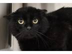 Adopt Sundance a All Black Domestic Shorthair / Domestic Shorthair / Mixed cat