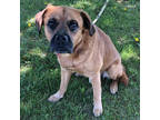 Adopt ROGER a Brown/Chocolate Labrador Retriever / Pug / Mixed dog in Slinger