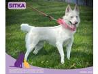 Adopt Sitka a White Husky / Mixed Breed (Medium) / Mixed (short coat) dog in