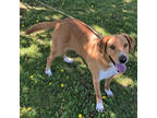 Adopt MOLLY a Tan/Yellow/Fawn Labrador Retriever / Mixed dog in Slinger