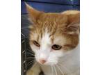 Adopt Spice a Orange or Red Domestic Longhair / Domestic Shorthair / Mixed cat