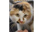 Adopt Munnin a White Domestic Longhair / Domestic Shorthair / Mixed cat in
