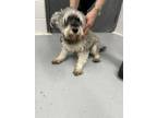 Adopt aubrey a Gray/Blue/Silver/Salt & Pepper Schnauzer (Miniature) / Mixed dog