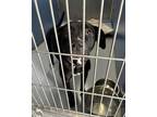 Adopt Bethany a Black Mixed Breed (Medium) / Mixed dog in Monroe, MI (41394388)