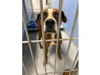 Adopt Sabrina a Brown/Chocolate Boxer / Mixed dog in Monroe, MI (41403156)