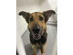 Adopt Austin a Black German Shepherd Dog / Mixed dog in Monroe, MI (41409100)