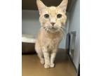 Adopt Sunkist a Tan or Fawn Domestic Shorthair / Mixed Breed (Medium) / Mixed