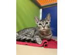 Adopt Amelia a Brown or Chocolate Domestic Shorthair / Domestic Shorthair /