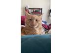 Adopt Benji a Orange or Red Tabby Domestic Mediumhair / Mixed (medium coat) cat