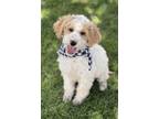 Adopt Niles a White - with Red, Golden, Orange or Chestnut Poodle (Standard) /