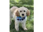 Adopt Simon a Red/Golden/Orange/Chestnut Poodle (Standard) / Mixed dog in