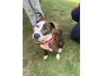 Adopt Rolo a Brown/Chocolate American Pit Bull Terrier / Mixed Breed (Medium) /