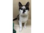 Adopt (Kinkos) a White Domestic Shorthair / Domestic Shorthair / Mixed cat in