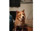 Adopt Kara a Red/Golden/Orange/Chestnut - with White Chow Chow / Australian