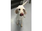 Adopt Sadie a Hound (Unknown Type) / Mixed dog in Topeka, KS (41413688)