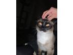 Adopt Zora a Cream or Ivory Siamese / Mixed (short coat) cat in Midland