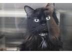 Adopt Rainbow a All Black Domestic Longhair / Domestic Shorthair / Mixed cat in