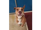 Adopt Ace a Red/Golden/Orange/Chestnut American Pit Bull Terrier / Mixed dog in