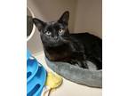 Adopt Howell a All Black Domestic Shorthair / Domestic Shorthair / Mixed cat in