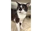 Adopt Hurley a Domestic Shorthair / Mixed (short coat) cat in Great Bend