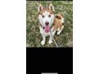 Adopt Jenna a Red/Golden/Orange/Chestnut - with White Husky / Mixed dog in