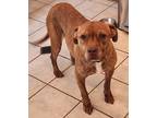 Adopt Traxx a Brindle American Pit Bull Terrier / Mixed dog in Farmington