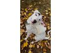 Adopt Rocky a White - with Black Labrador Retriever / Pitsky / Mixed dog in