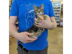 Adopt Cheddar a Brown Tabby Domestic Shorthair (short coat) cat in Grayslake