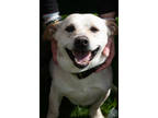Adopt Shorty a White Mixed Breed (Medium) / Mixed dog in Potsdam, NY (41413808)