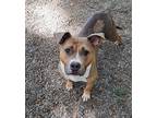 Adopt Lyla a Brown/Chocolate American Pit Bull Terrier / Mixed Breed (Medium) /