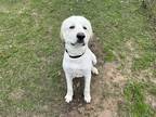 Adopt Thor a White Great Pyrenees / Mixed dog in Cleveland, TX (41413674)