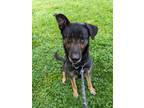 Adopt Finn a German Shepherd Dog / Mixed dog in Vancouver, WA (41413631)