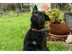 Adopt Pechora a Black Chow Chow / Labrador Retriever / Mixed dog in Houston