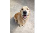 Adopt Bucky a Tan/Yellow/Fawn - with White Golden Retriever / Mixed dog in San